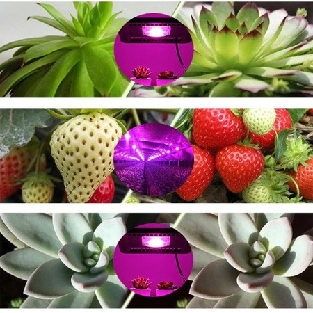 Dioda LED COB 20W - 230V - full spectrum - 380-840nm - pełny zakres - do uprawy roślin i kwiatów